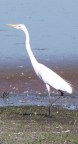 Tall, thin, white bird on shore of pond
